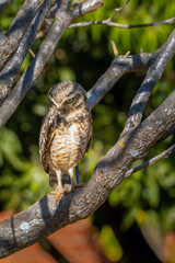 The Burrowing Owl or Luck owl hidden among the branches of a tree. Species Athene Cunicularia. The big yellow eyes of american owl. Bird lover. Birdwatching.
