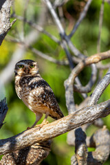 The Burrowing Owl or Luck owl hidden among the branches of a tree. Species Athene Cunicularia. The big yellow eyes of american owl. Bird lover. Birdwatching.