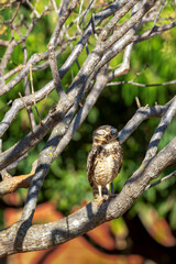 The Burrowing Owl or Luck owl sleeping hidden among the branches of a tree. Species Athene Cunicularia. The big yellow eyes of american owl. Bird lover. Birdwatching.