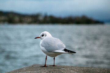 The seagull lodged observe the movement of the lake in winter. Lake Zurich, Switzerland. Birdwatching.