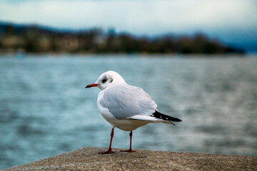The seagull lodged observe the movement of the lake in winter. Lake Zurich, Switzerland. Birdwatching.