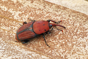 Rhynchophorus ferrugineus
