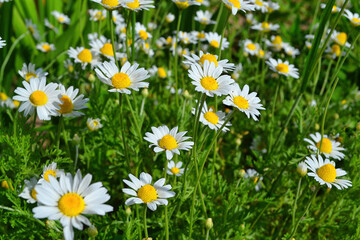 Fototapeta premium field of daisies