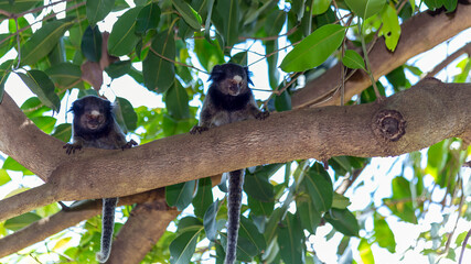 Two monkeys on the tree. The Black-tufted marmoset also know as Mico-estrela is a typical monkey from central Brazil. Species Callithrix penicillata. Animal lover. Wildlife.