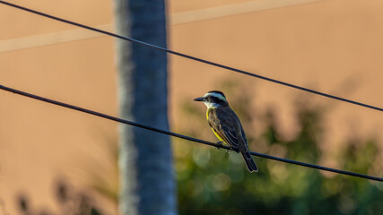 Urban bird at golden hour. The Great Kiskadee also know as Bem-te-vi perched on the power cord. Species Pitangus sulphuratus. Animal world. Bird lover. Birdwatching.