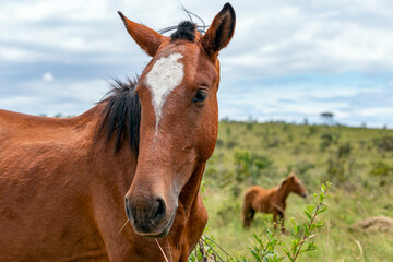 Naklejka na ściany i meble A brown mare grazing in the Brazilian savannah. In the background a small colt. Cerrado.