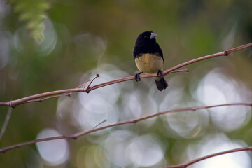 Male of Yellow-bellied Seedeaterr also know as 