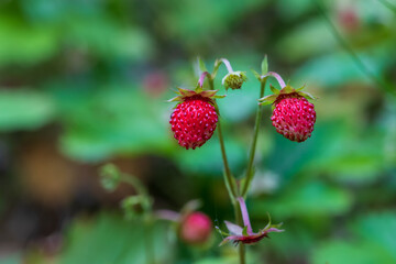 Red wild strawberries. The background is green.