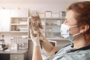 Veterinarian in latex gloves holds meowing little kitten in modern clinic