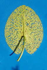 Water lily leaf eaten by insects