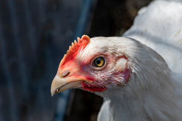 Head of white chicken close-up. Farm life.
