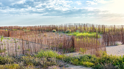 Reforestation on the sand on the beach