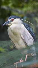 Black crowned night heron with green background.
