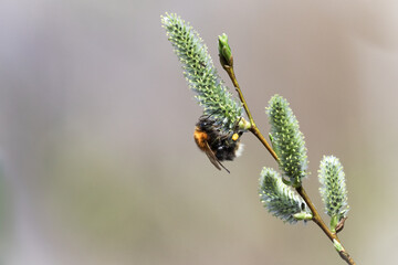 bumblebee