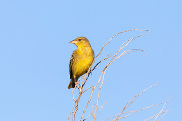 Cape Weaver (Ploceus capensis) Western Cape, South Africa