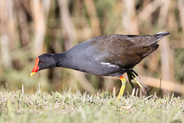 Common Moorhen (Gallinula chloropus meridionalis) foraging on grass, Western Cape, South Africa