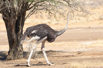 Female Common Ostrich (Struthio camelus) Kalahari, Northern Cape, South Africa