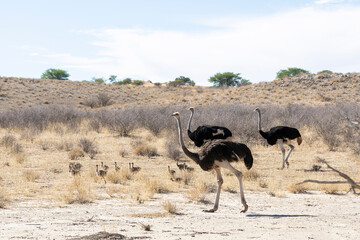 Common Ostrich (Struthio camelus)  family with chicks, Kalahari, Northern Cape, South Africa