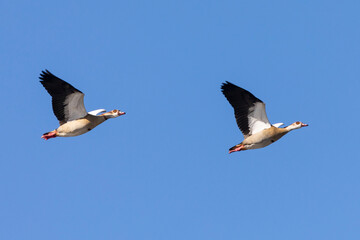 Pair of Egyptian Geese (Alopochen aegyptiaca) flying at sunset