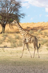 Cape or South African Giraffe (Giraffa camelopardalis giraffa) Kgalagadi Transfrontier Park, Kalahari, Northern Cape, South Africa