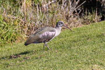 Naklejka premium Hadeda Ibis / Hadada Ibis (Hagedashia hagedash) foraging at sunrise, Western Cape, South Africa