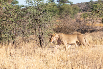 Naklejka na ściany i meble Kalahari Lion (Panthera Leo), lioness, Kalahari, Northern Cape, South Africa