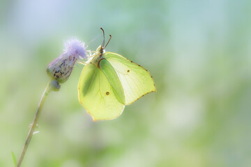 butterfly on a flower