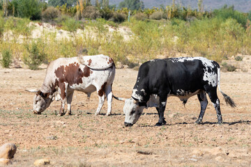 Nguni Cattle,  a hardy hybrid breed indigenous to South Africa, in a pasture in the Western Cape