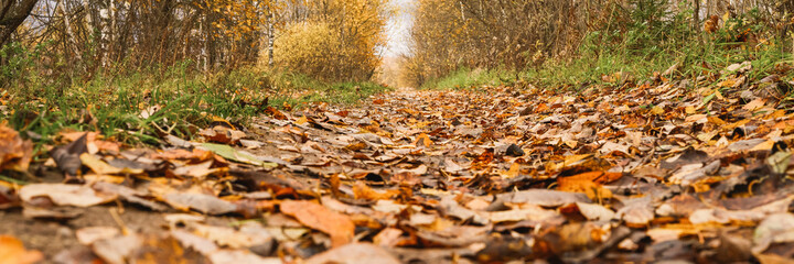 autumn forest landscape. open forest road strewn with fall red yellow orange fallen foliage and trees with falling leaves on the side of the way. travel to russia. banner