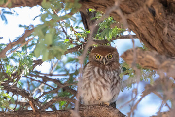Pearl-spotted Owlet (Glaucidium perlatum) Kalahari, Northern Cape, South Africa