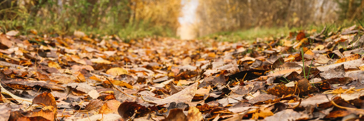 autumn forest landscape. open forest road strewn with fall red yellow orange fallen foliage and trees with falling leaves on the side of the way. travel to russia. banner