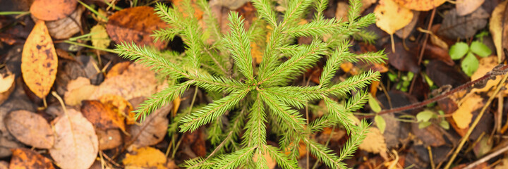 a small growing evergreen spruce or fir in the autumn forest among the fallen leaves. top view. banner