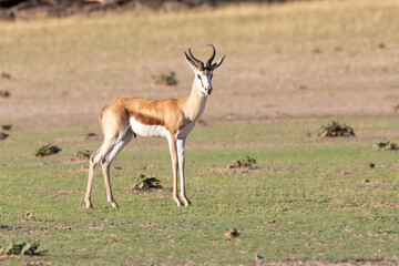Springbok or Springbuck (Antidorcas marsupialis) ram at sunset, Kalahari, Northern Cape, South Africa