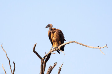 White-backed Vulture (Gyps africanus) at sunrise in the Kalahari, Northern Cape, South Africa