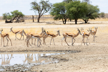 Fototapeta na wymiar Springbok or Springbuck (Antidorcas marsupialis,) Polentswa waterhole, Kgalagadi Transfrontier Park, Kalahari, Northern Cape, South Africa