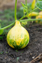 A small green pumpkin growing on a vine with a flower on an organic farm. Autumn harvest concept. Vertical.