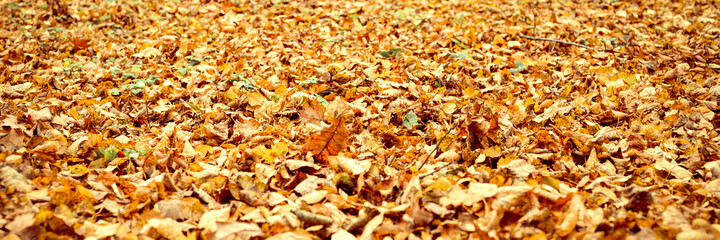 autumn city park or forest, fall trees and fallen yellow orange foliage on the ground. banner
