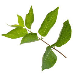 Twig with green leaves of Tatar honeysuckle, lat. Lonicera tatarica, isolated on white background