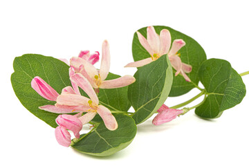 Flowers of Tatar honeysuckle, lat. Lonicera tatarica, isolated on white background