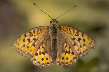 butterfly from straight above