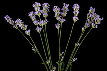 Violet flowers of lavender, isolated on black background