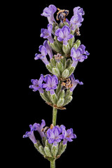 Violet flowers of lavender, isolated on black background