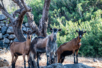 wild goats graze on the slopes of Crete 