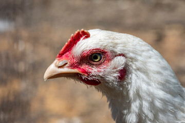 Head of white chicken close-up. Farm life.