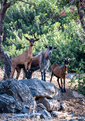 wild goats graze on the slopes of Crete 