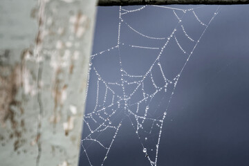 spider web with dew drops