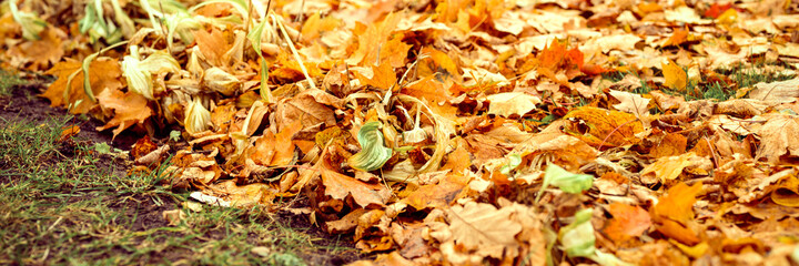 autumn fallen leaves of a maple tree on the ground on the green grass. fall foliage on the land. banner
