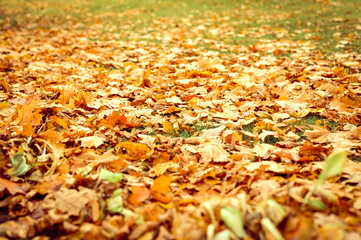 autumn fallen leaves of a maple tree on the ground on the green grass. fall foliage on the land