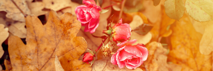 a pink garden rose flower in full bloom on fallen autumn orange oak leaves. banner. flare