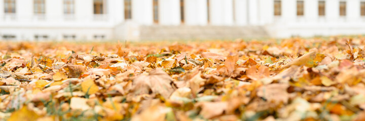 autumn fallen leaves of a maple tree on the ground on the green grass against the background of the blurred white building of the estate in fall park. banner
